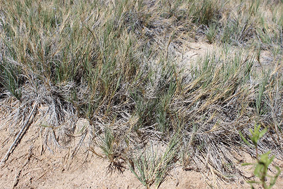  Distichlis spicata